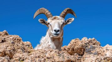 Mountain goat with large horns looking at the camera photo