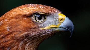 Close up of a golden eagles head and eye, showing intricate details of its feathers and beak photo