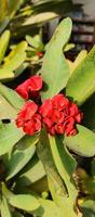 Euphorbia milii or Crown of Thorn red flowers photo