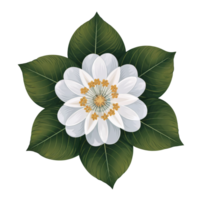 A symmetrical white flowe rof jasmine with detailed petals cutouts png