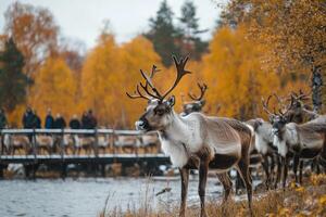 Reindeer herd standing by river in autumn landscape with tourists watching photo