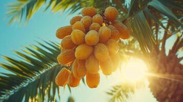 Bunch of yellow dates hanging from palm tree in sunlight. photo