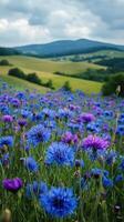 Cornflowers blooming in a meadow with rolling hills and cloudy sky photo