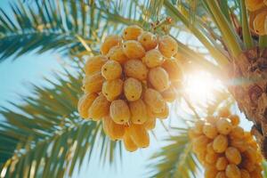 Bunch of fresh dates growing on date palm tree under sunlight.. photo