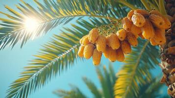 Bunch of yellow dates hanging from palm tree photo