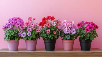 Blooming calibrachoa plants adding a touch of elegance to pink background photo