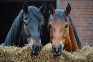 Two horses eating hay in the stable photo
