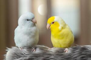 Tiny parrot parakeet white and yellow Forpus bird Pacific Parrotlet rest on branch photo