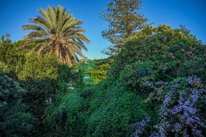 Purple Bougainvillea flowers and trees in Capri Italy. photo