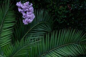 Purple Bougainvillea flowers and trees in Capri, Italy. photo
