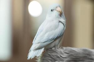 Tiny parrot parakeet white Forpus bird Pacific Parrotlet rest on branch photo