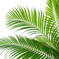 Symmetrical Composition of Overlapping Palm Leaves in a Natural and Realistic Style png