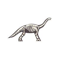 Brontosaurus dinosaur skeleton walking on white background vector