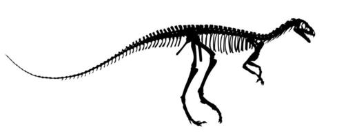 The Dinosaur skeleton. vector