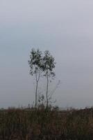 A lone tree in a field photo