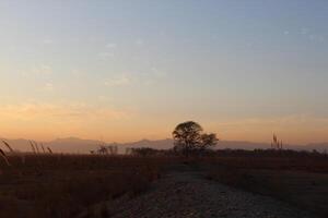A large field with a tree in the middle photo