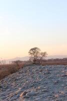 A lone tree in the middle of a field photo