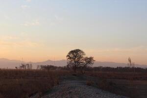 A lone tree in the middle of a field photo