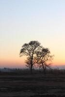 A lone tree in the middle of a field photo