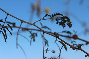 A branch with leaves and a bird on it photo