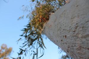 A tree with leaves hanging from it photo
