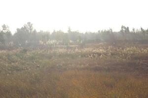 A field with tall grass and trees photo