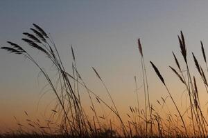 A sunset with tall grasses in the background photo