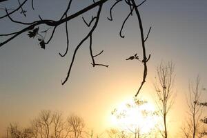 A tree with no leaves photo