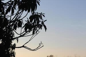 A tree with leaves photo