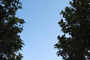 A plane flying through the trees with a blue sky photo