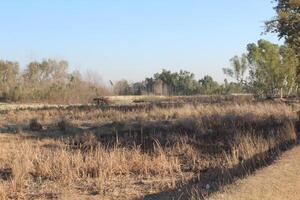 A field with tall grass and trees photo