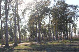 A field with trees and grass photo