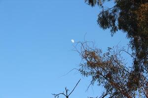A tree with a moon in the sky photo