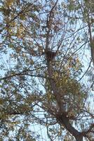 A bird is perched on a tree branch, photo