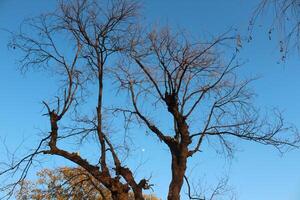 A tree with no leaves and a moon in the sky photo
