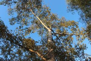 A tall tree with leaves and a blue sky photo