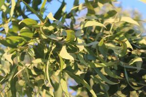 A close up of a tree with leaves photo