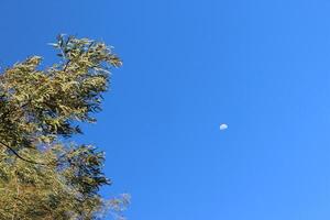A plane flying in the sky with a moon in the background photo
