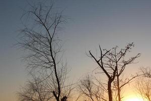 A plane flying over a field with trees in the background photo