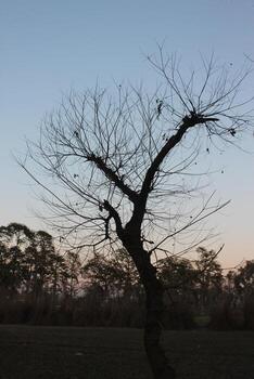 A tree with no leaves in the middle of a field photo