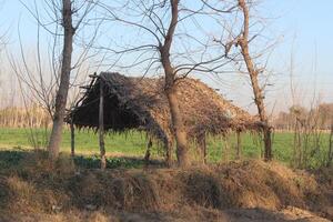 A cow standing in front of a hut photo