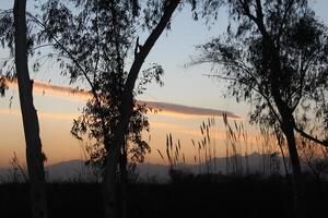 A sunset with a plane flying over a field photo