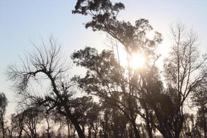 A group of trees in the sun photo