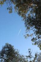 A plane flying through the trees photo