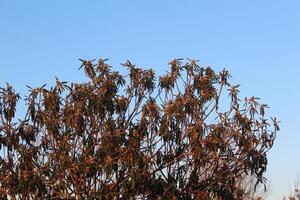 A tree with leaves and a bird flying in the sky photo