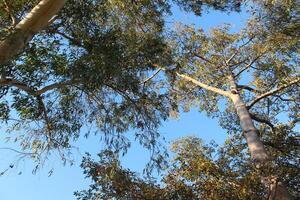 A view of a tree with a clock on it photo