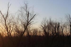 A plane flying over a field with trees in the background photo