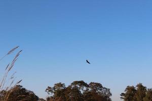 A bird flying in the sky above a field photo
