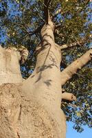 A large tree with a large trunk and many branches photo
