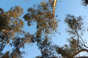 A view of a tree with a sky in the background photo